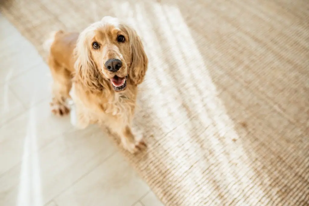 Property Law - Pet rules