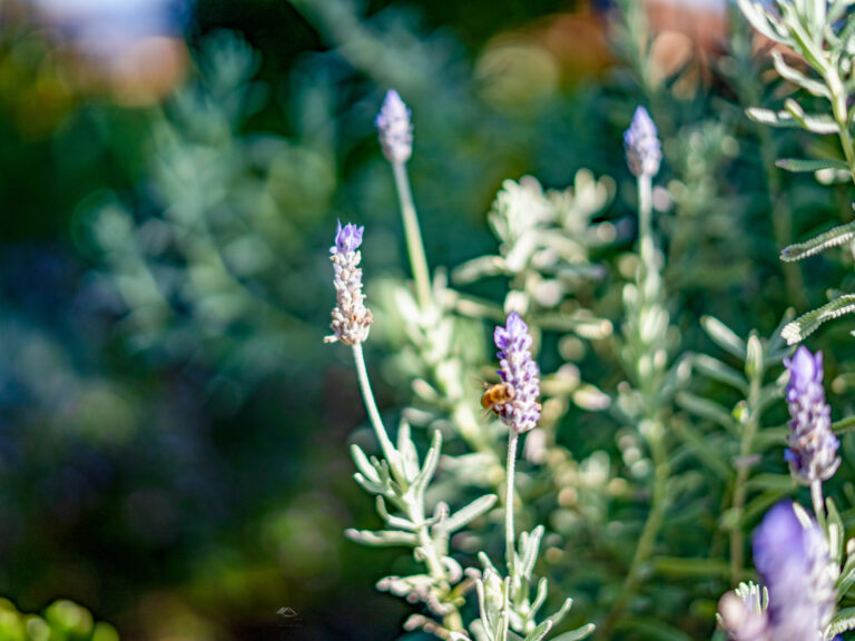 6 Hawthorn Street, BEAUDESERT  QLD  4285