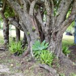 439B Darlington Range Road, WITHEREN, QLD 4275