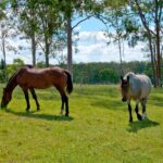 77 Saville Road, ALLENVIEW, QLD 4285