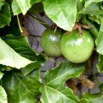 439B Darlington Range Road, WITHEREN, QLD 4275