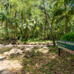 66 Cedar Creek Falls Road, Tamborine Mountain, QLD 4272
