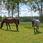 77 Saville Road, ALLENVIEW, QLD 4285