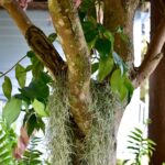 439B Darlington Range Road, WITHEREN, QLD 4275