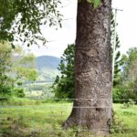 439B Darlington Range Road, WITHEREN, QLD 4275