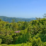 198 Guanaba Road, Tamborine Mountain, QLD 4272