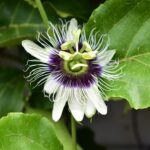 439B Darlington Range Road, WITHEREN, QLD 4275