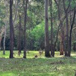 104-130 Killigrew Road, TAMBORINE, QLD 4270