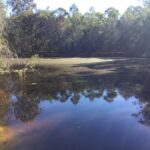41 Clifton Drive, NORTH MACLEAN, QLD 4280