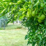 273-281 Cedar Grove Road, CEDAR GROVE, QLD 4285