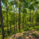 7 Quail St, CEDAR VALE, QLD 4285